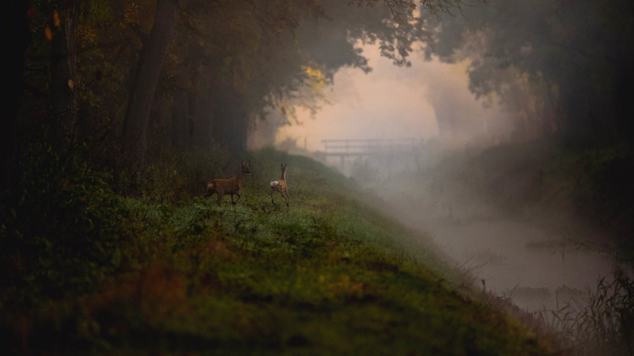 Photo by : Damian Musialski (www.damianmusialski.pl)