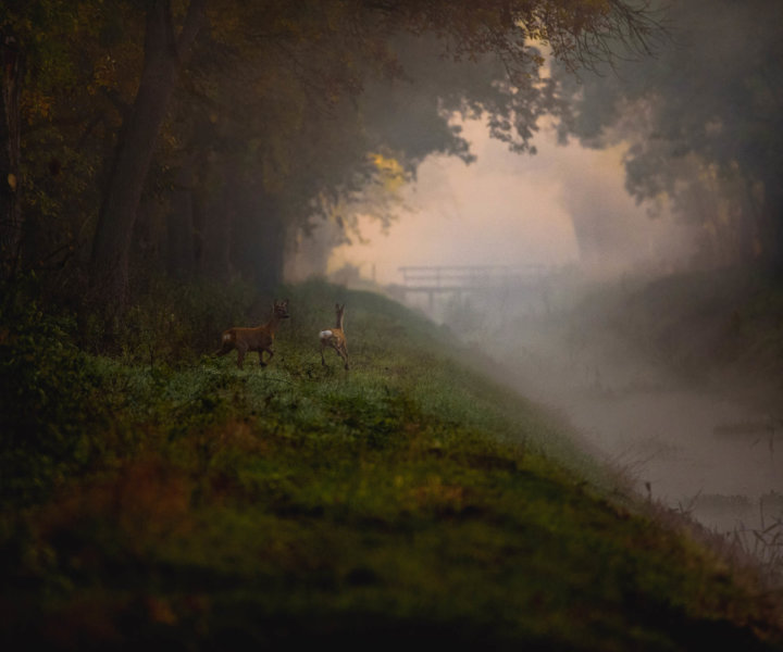 Photo by : Damian Musialski (www.damianmusialski.pl)