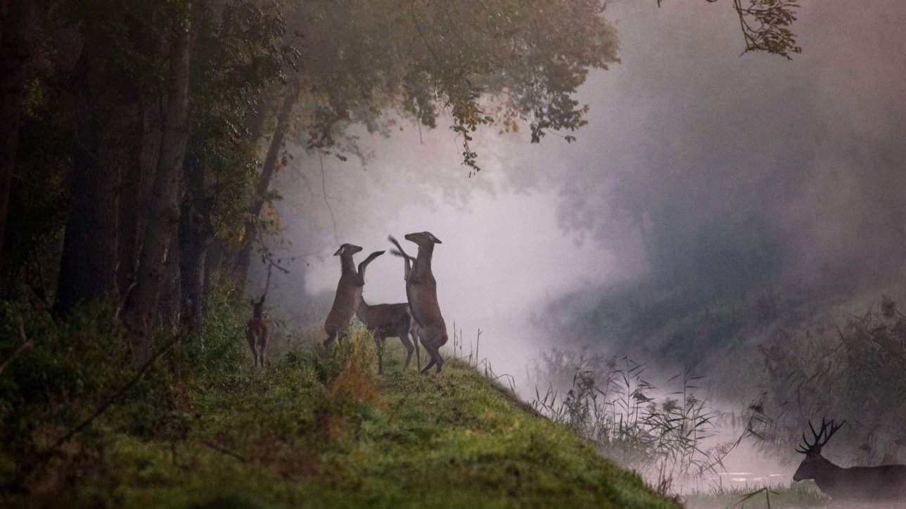 Photo by : Damian Musialski (www.damianmusialski.pl)