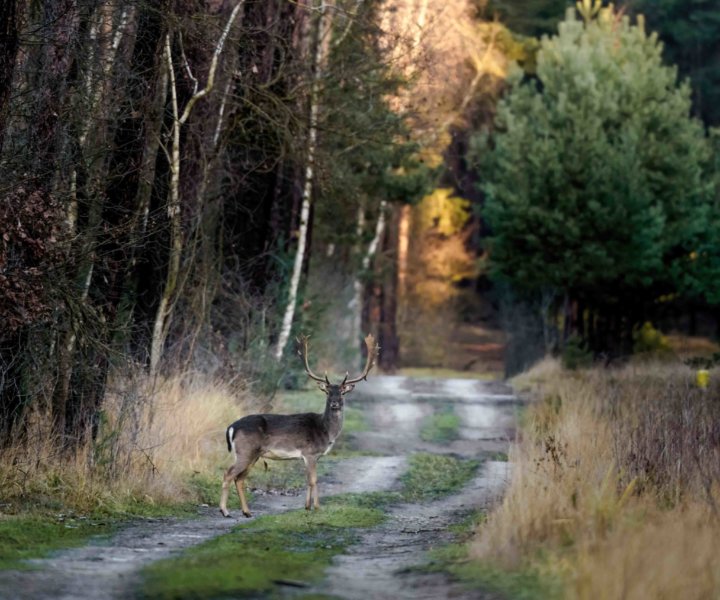 Photo by : Damian Musialski (www.pastelovesluby.pl)