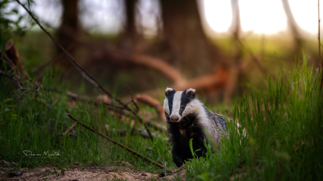 THE FOREST– Presety do programu Lightroom 150,00zł